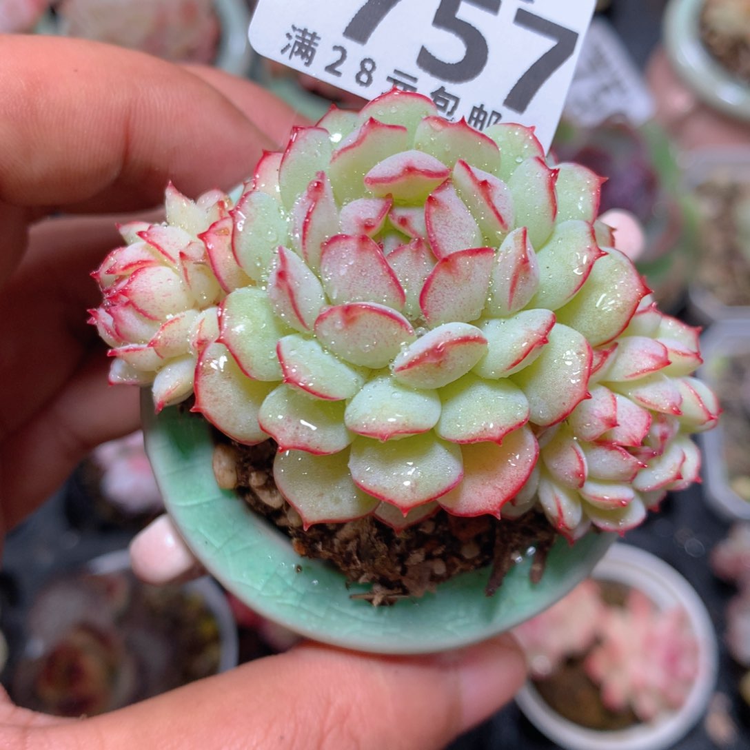 5CM拇指盆精控多肉YZ757