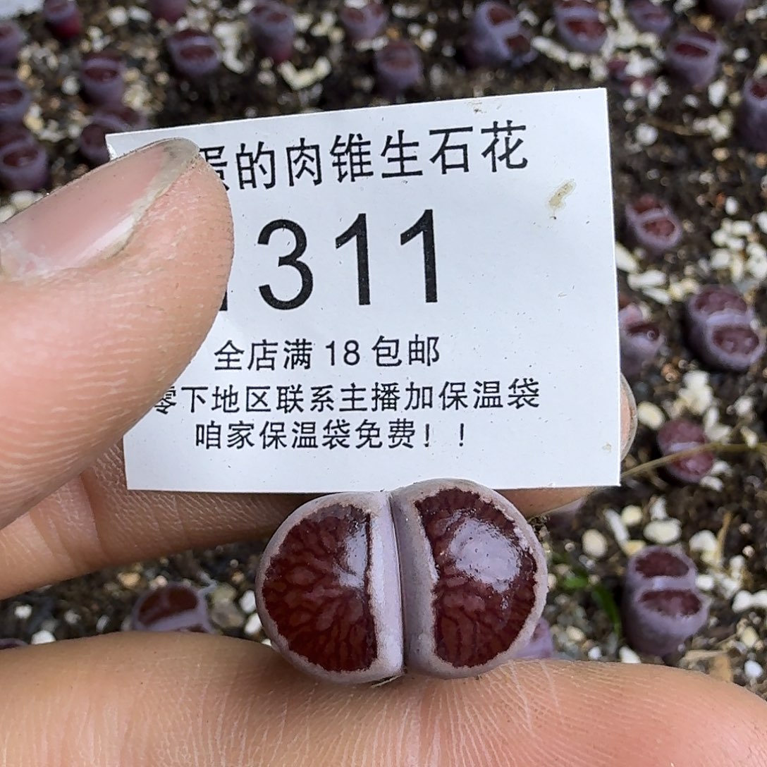 衔***猫1311 哈哈哈哈哈哈哈哈哈