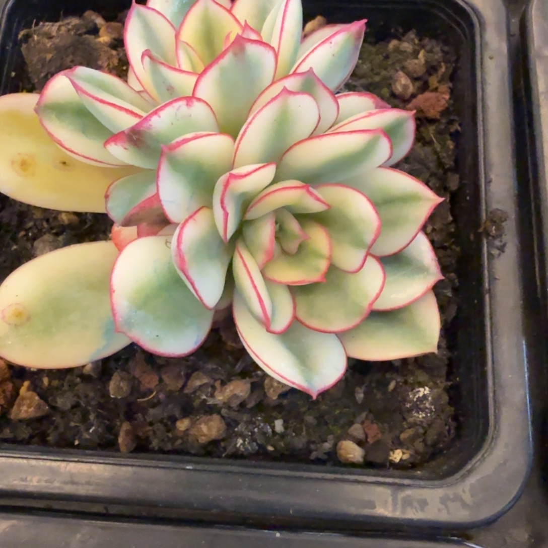 绅***雨红花女王 安吉园艺锦锦