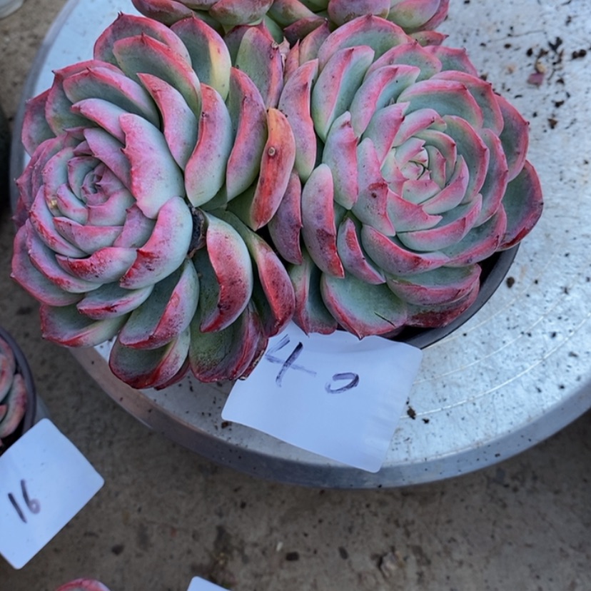 【闪购商品】浅****づ多肉植物