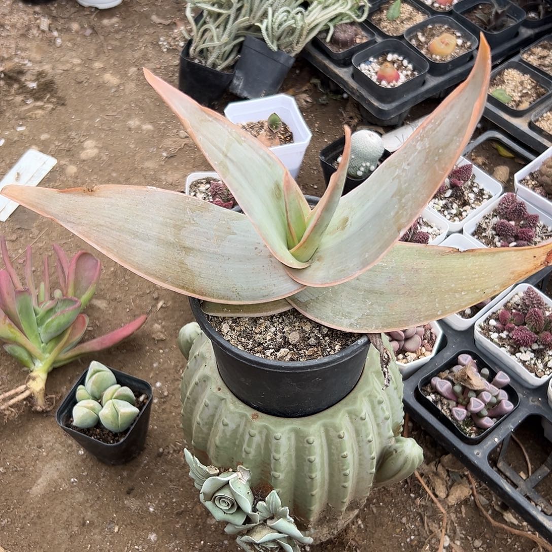 多肉植物紫芳锦单头