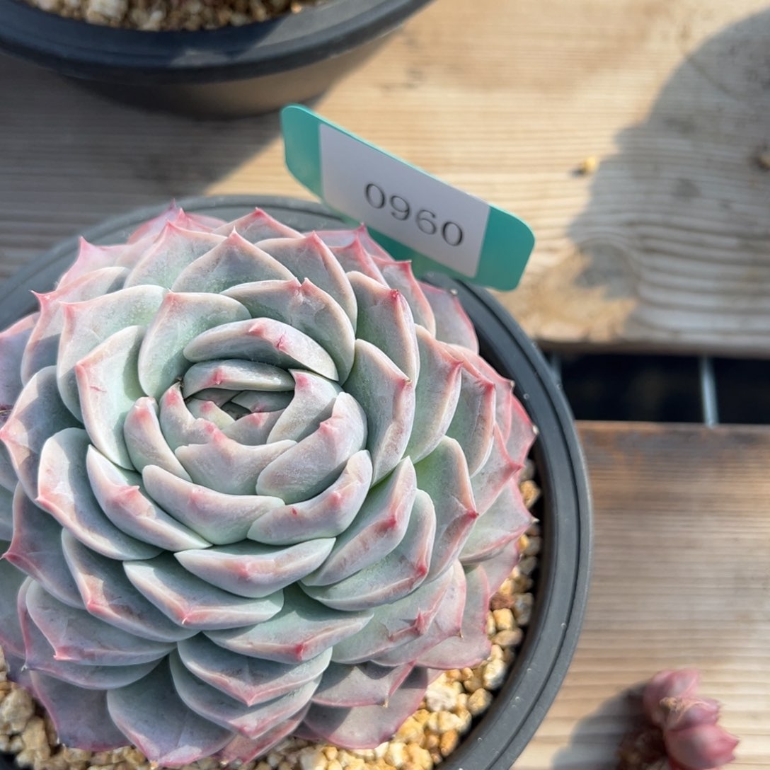 J***简0960多肉多多多多多