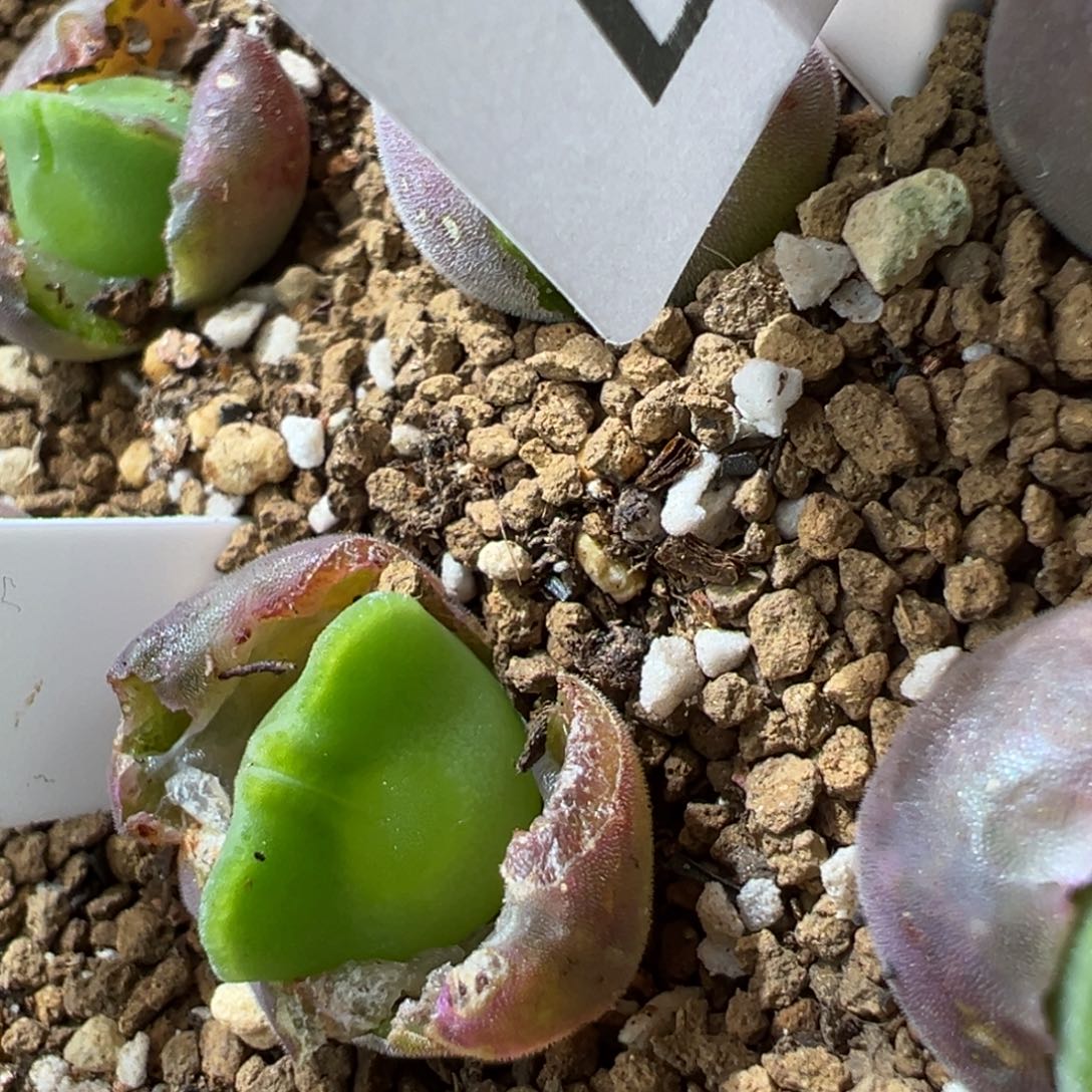 H**a18。青蛙优选大眼空蝉 两年半 多肉