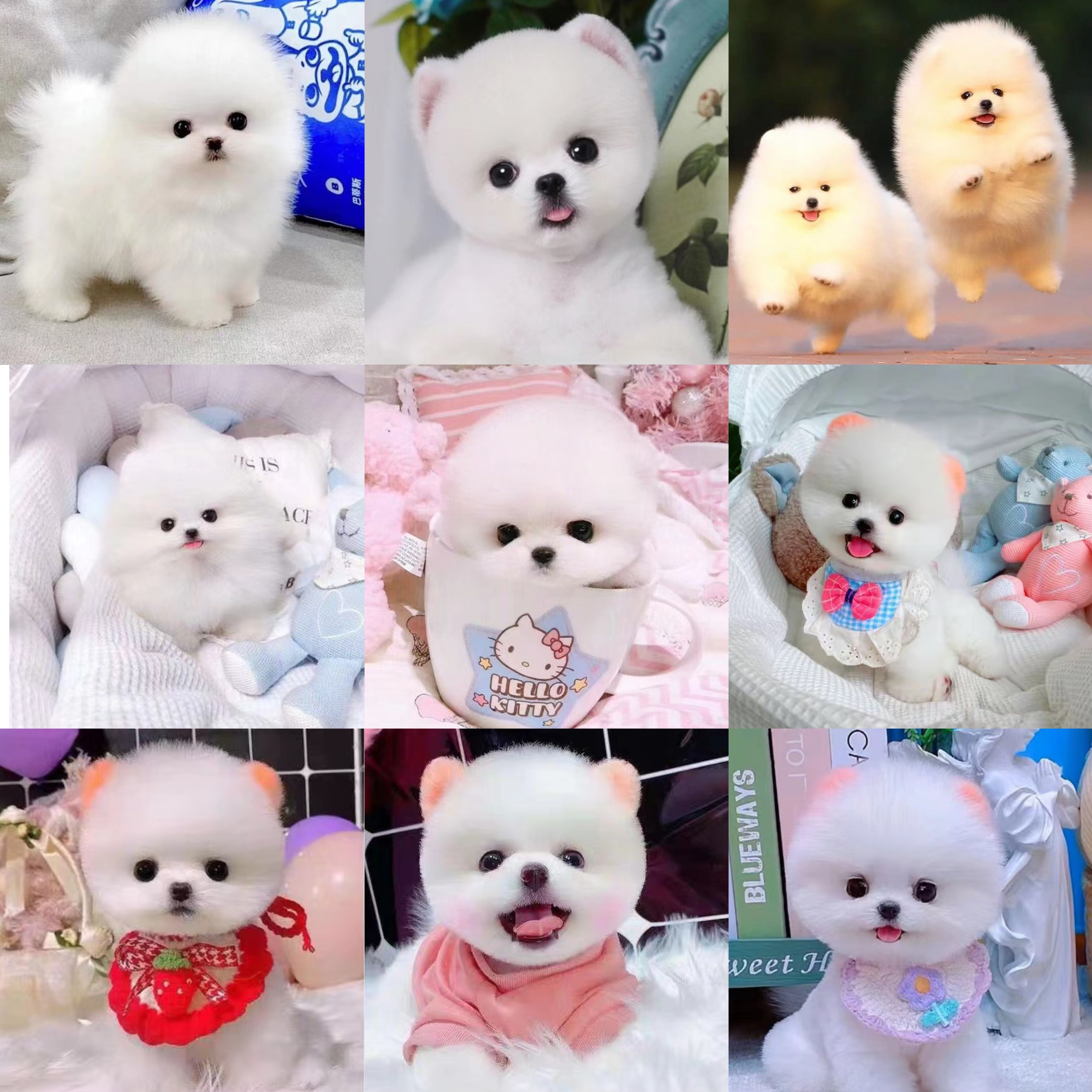 【北方之宠】博美小型犬 