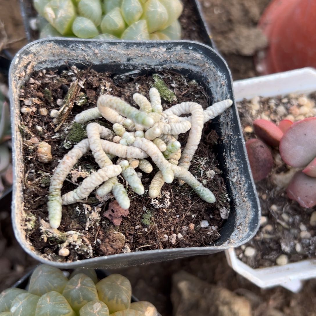 多肉植物银蚕群生