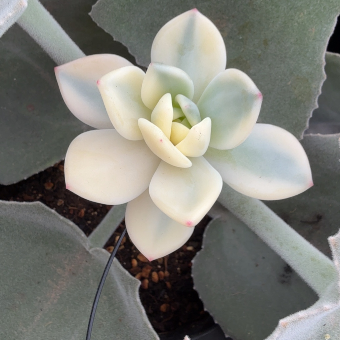 伊丽莎白锦，多肉锦