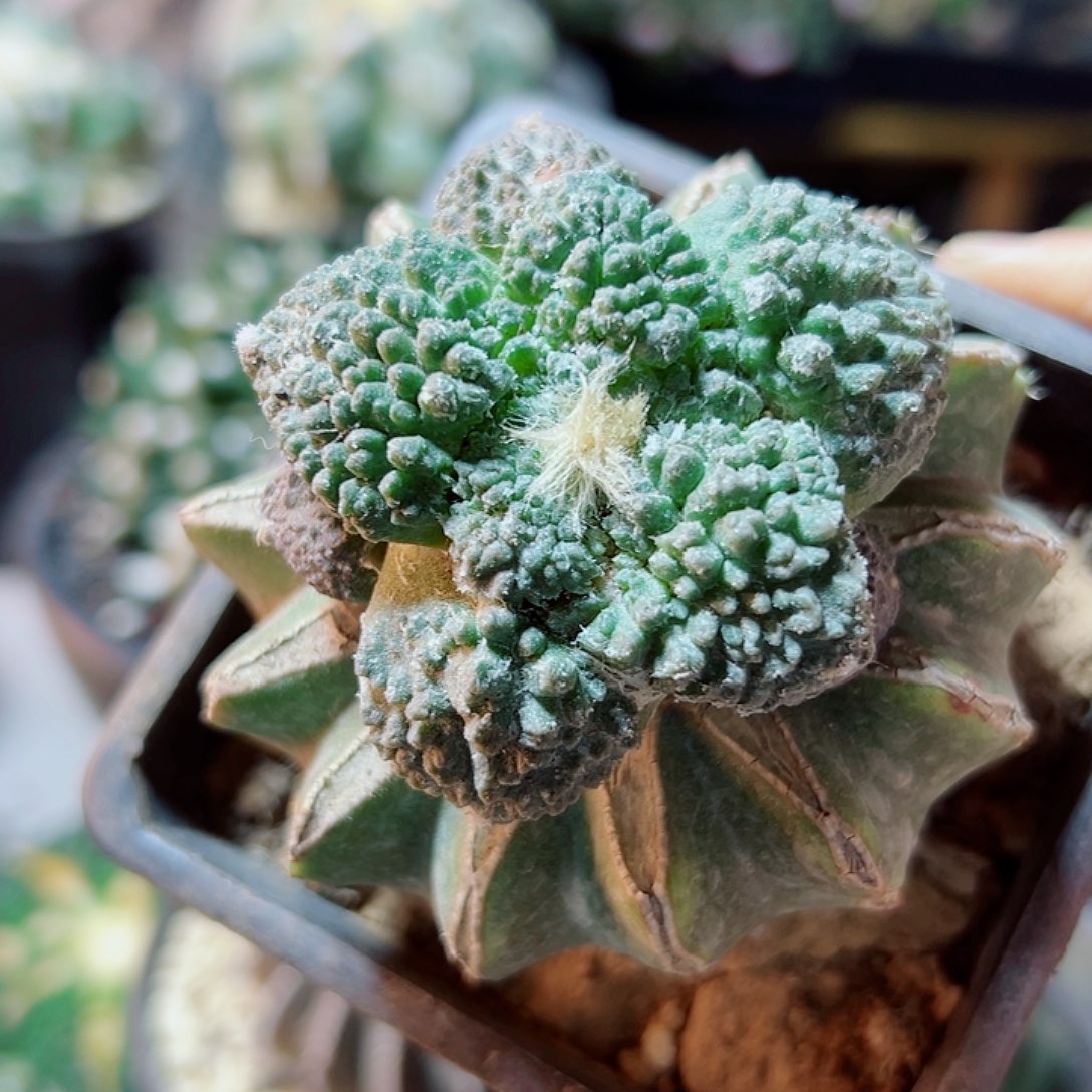 69号哥斯拉炸尤5.5公分草球