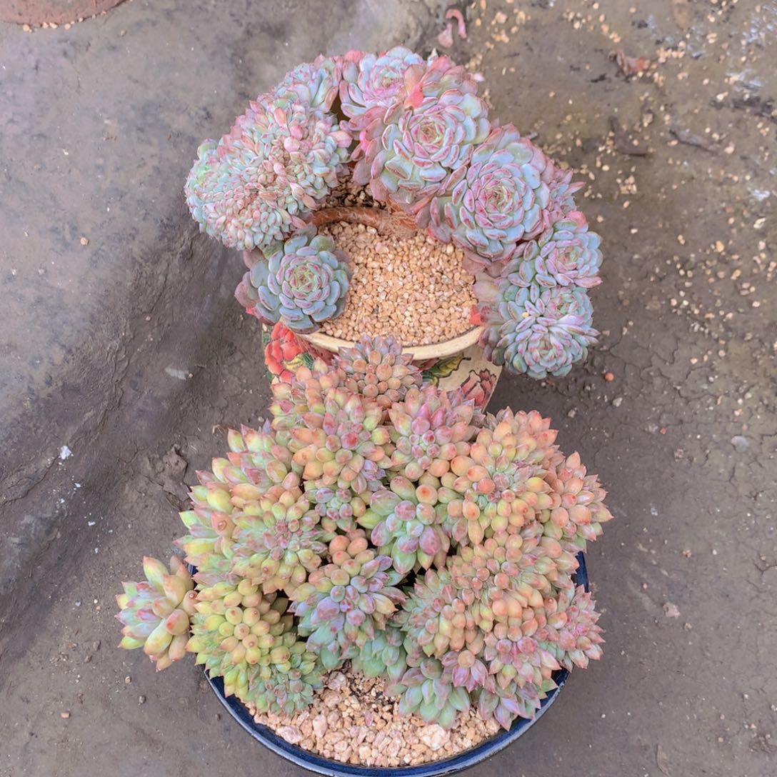 ****࿐逸园精品多肉植物
