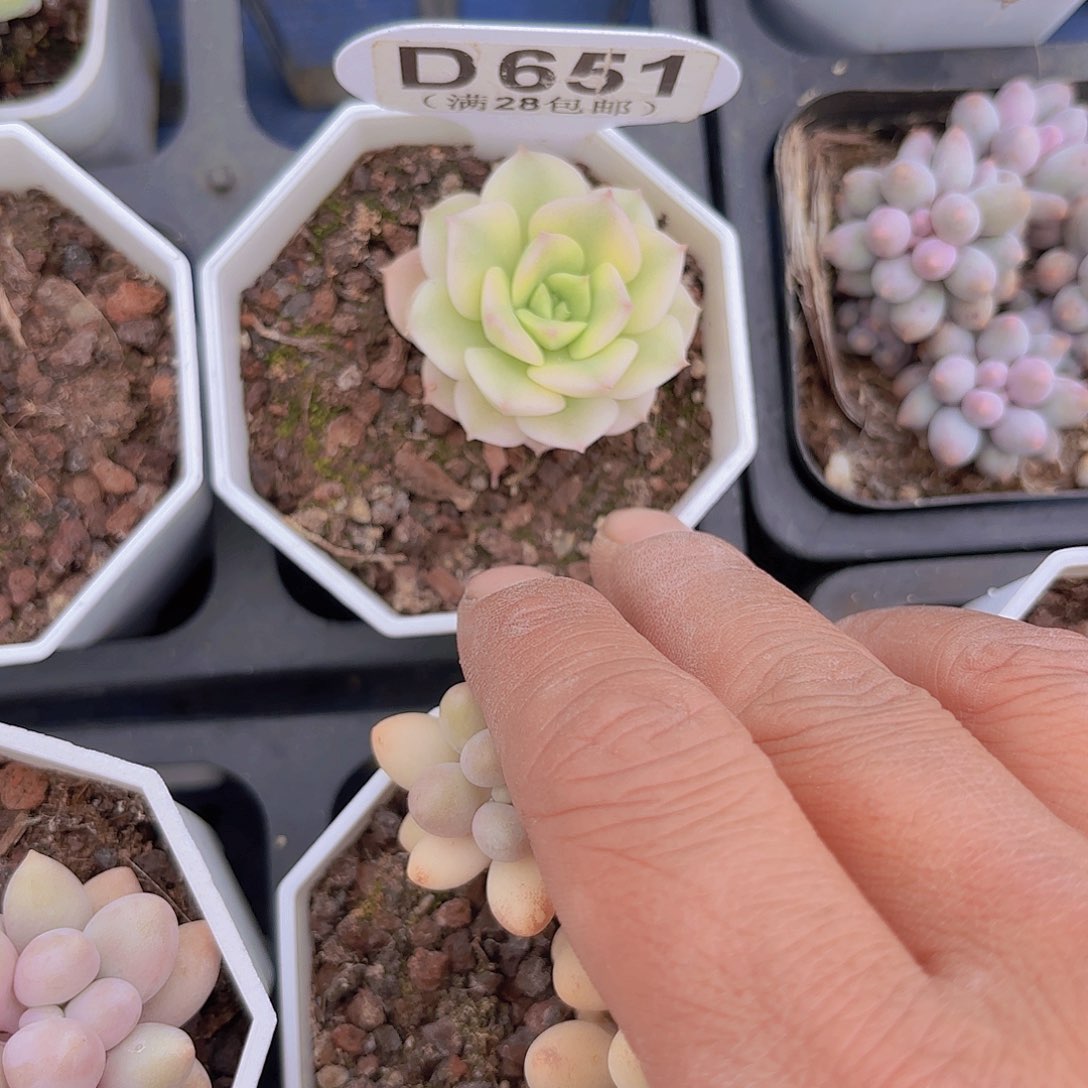 D651尼可刹那锦一物一拍