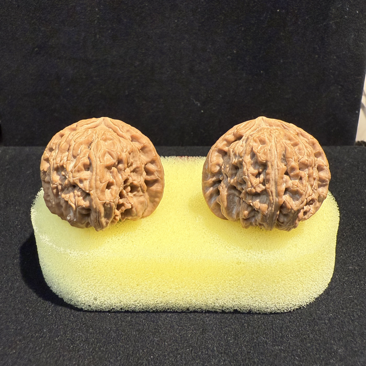 文玩核桃，秦岭无人工管理白狮子37尺