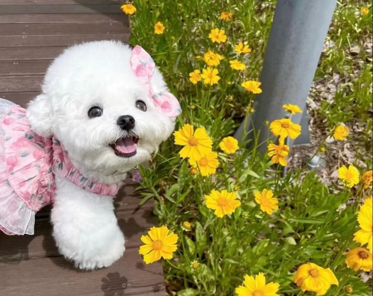 宠物服饰（NO退NO换）接受微瑕直播过款猫咪衣服狗狗衣服