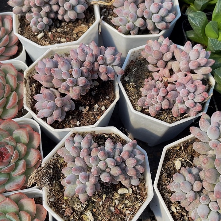 婴儿手指带盆土发过