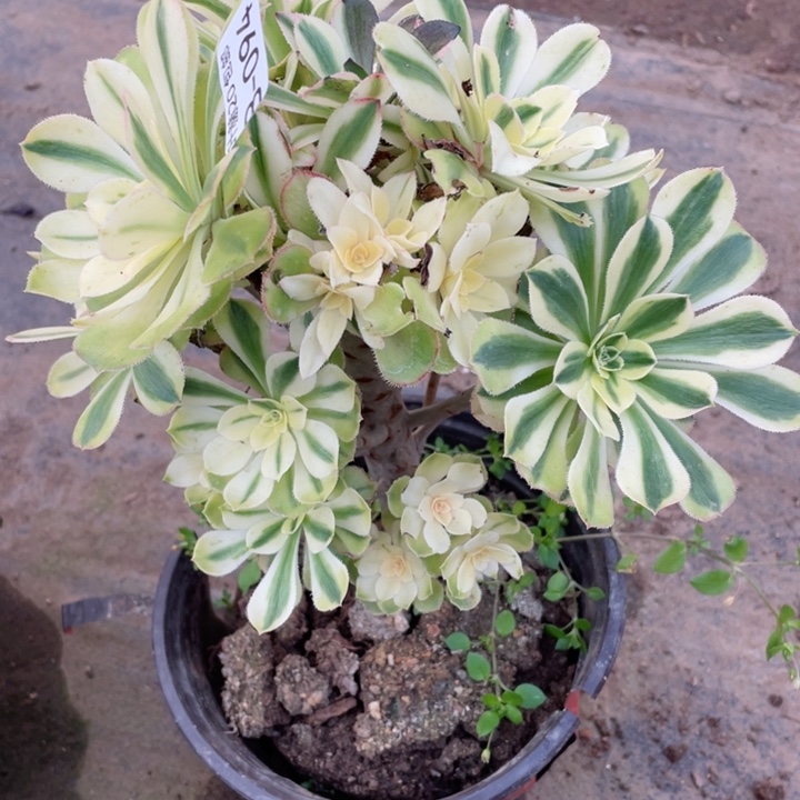 94白兰地有砍多肉123455789