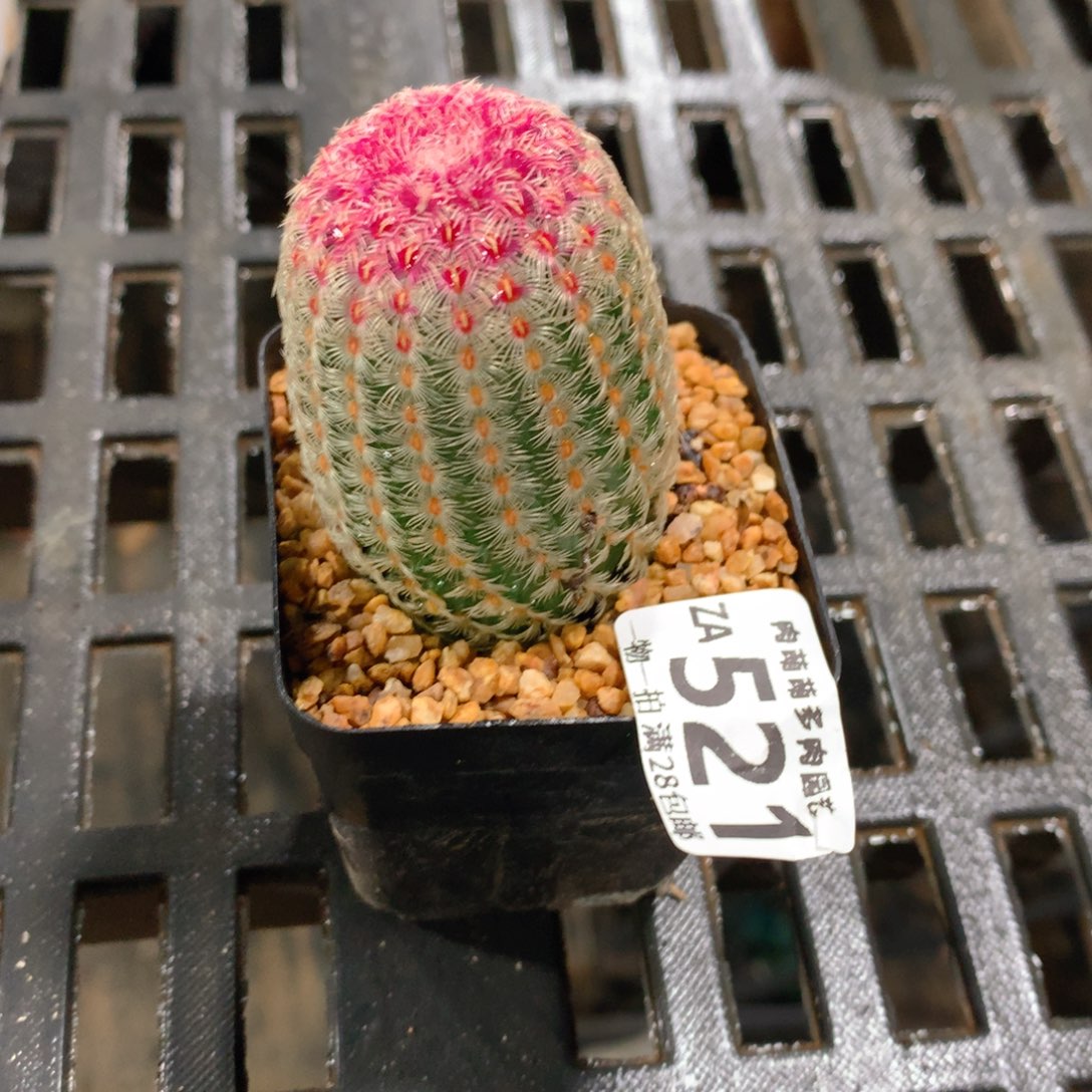 肉萌萌拇指盆精控多肉ZA521