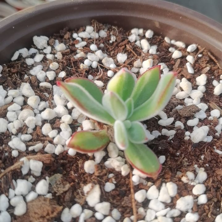 景晃星超白多肉植物