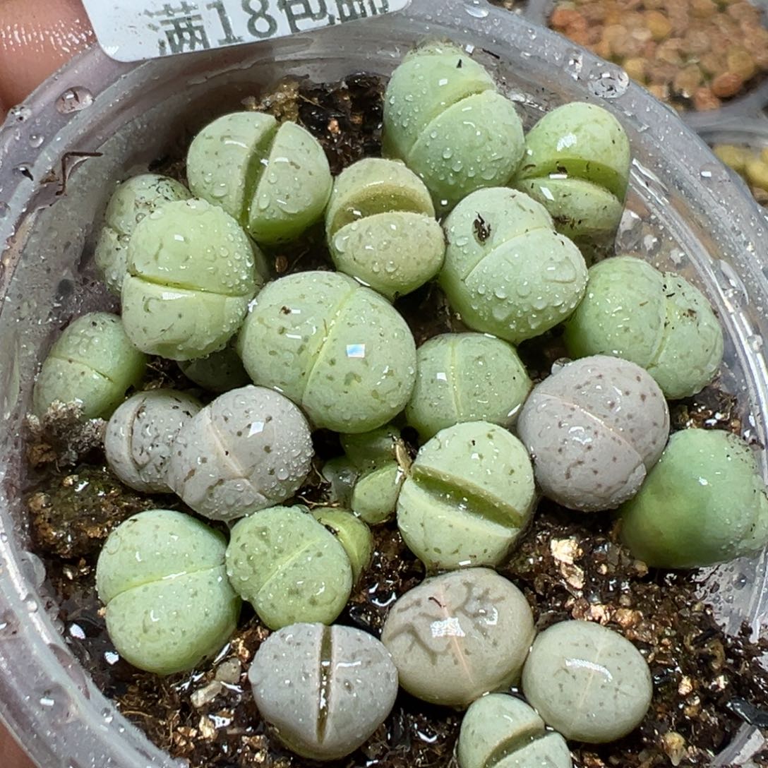 【闪购商品】 103。   