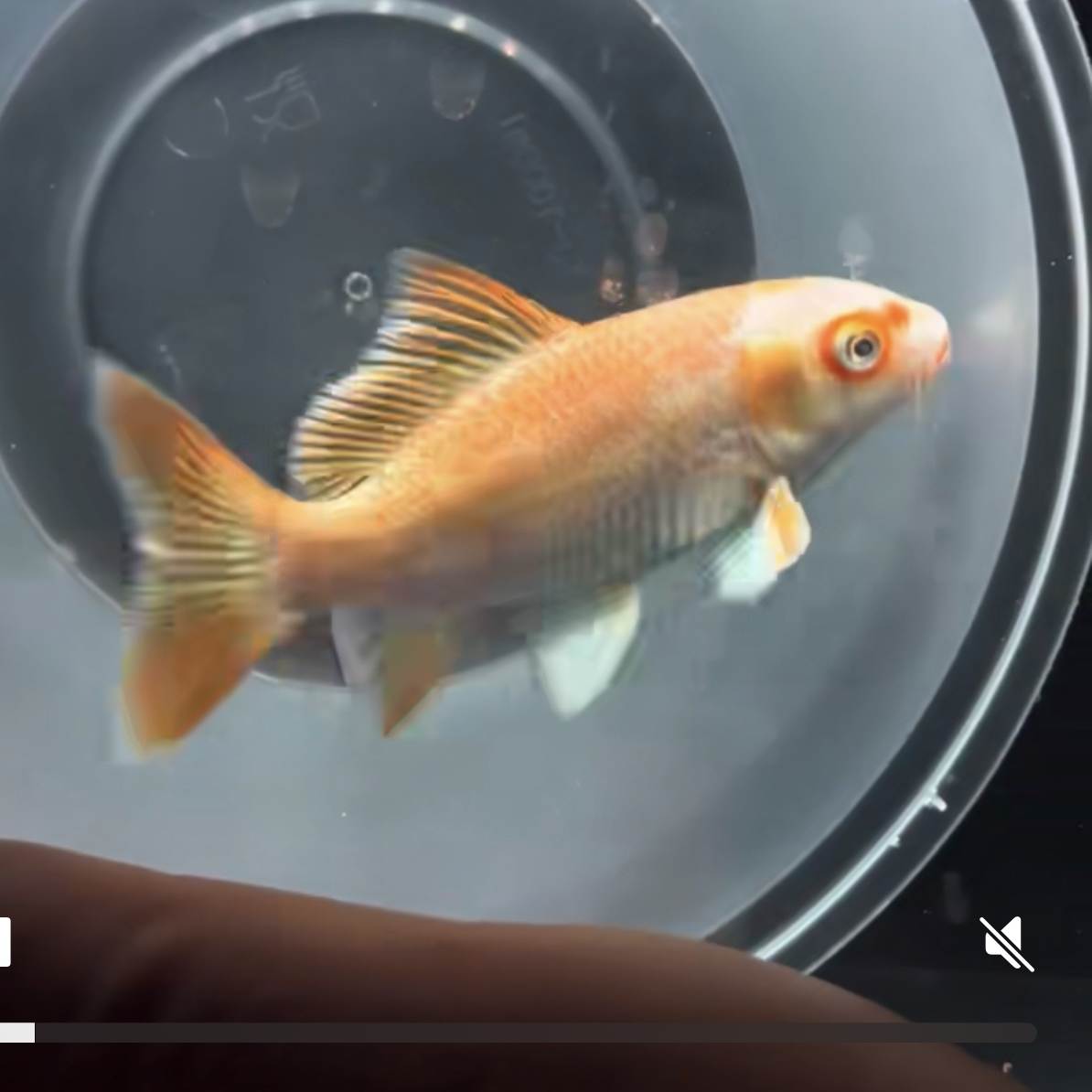 纯种蝴蝶鲤锦鲤观赏鱼大鳍大尾活体冷水鱼好养耐活