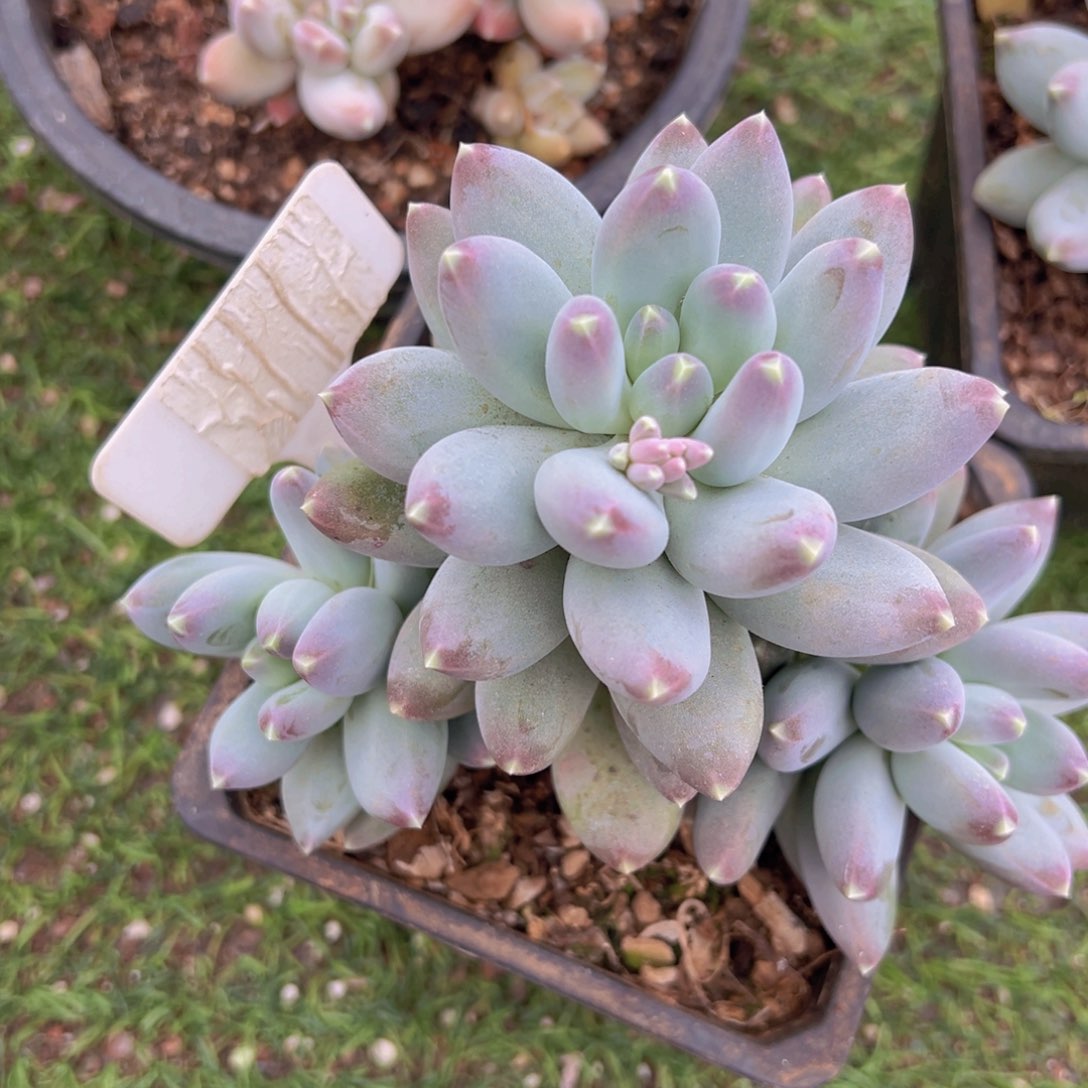 香玉的故事是一个人的故事