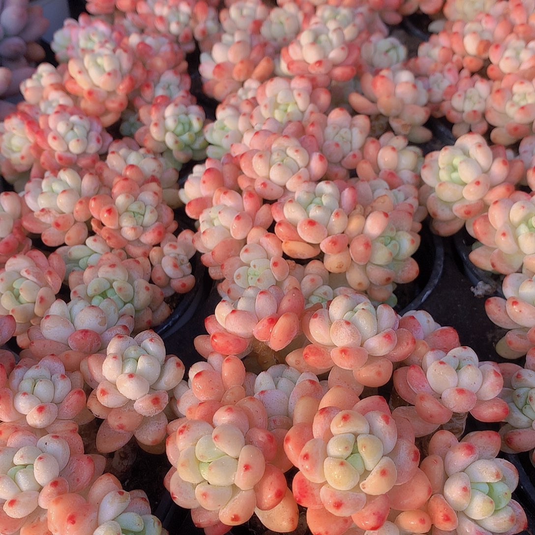 樱花罗琦356778999000