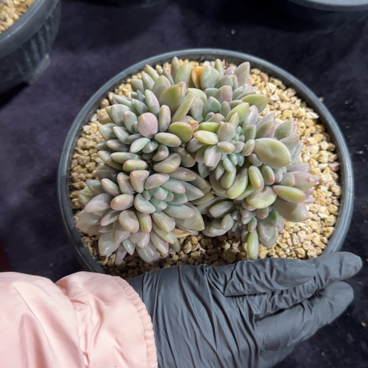 木*鱼12厘米左右一物一怕的