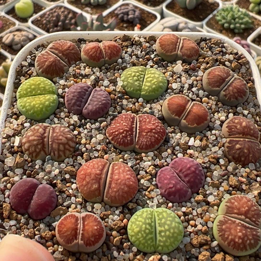 258多肉植物种类和