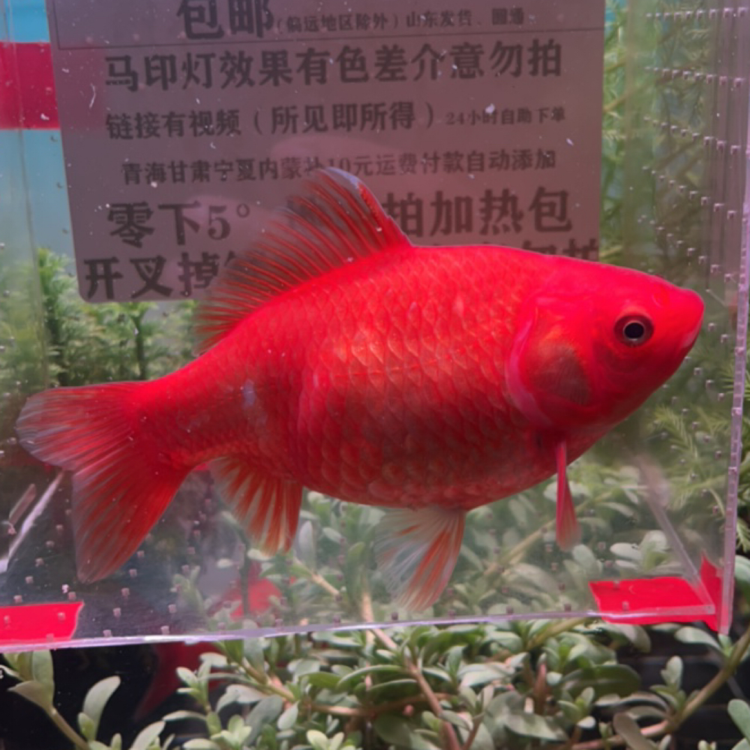 342号13-14公分红的品相自鉴这条短尾草金鱼（母鱼）