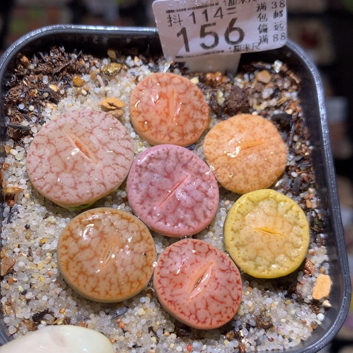 精品生石花115.156