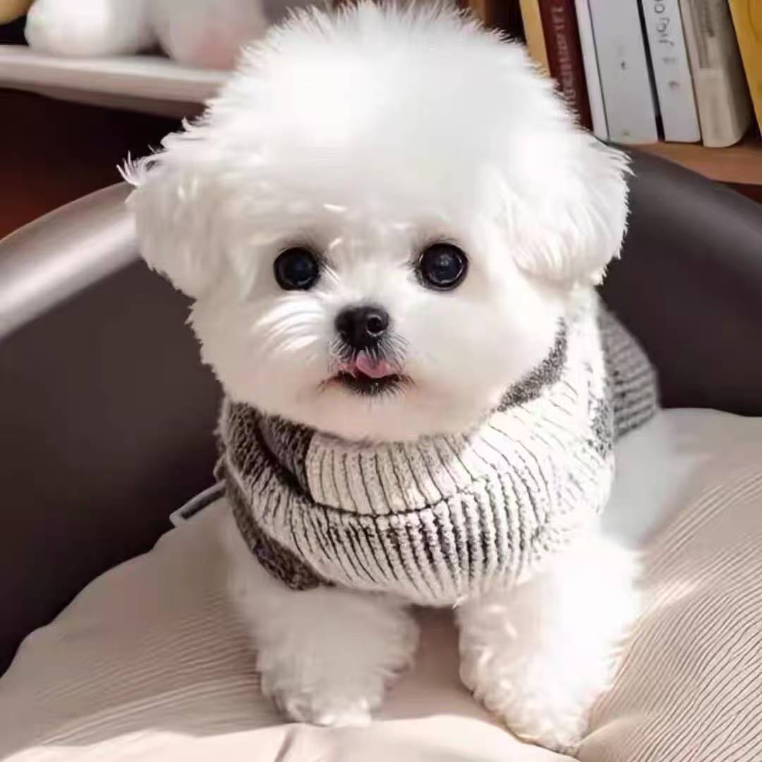 柚子比熊博美  全国发货  DD2广东省