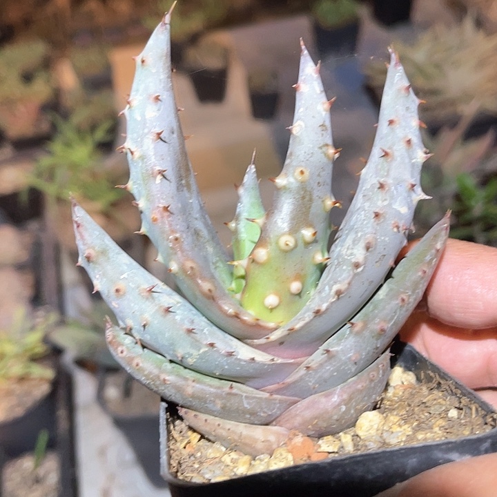 满38包邮2天凑单，脱土晾根发货多肉植物