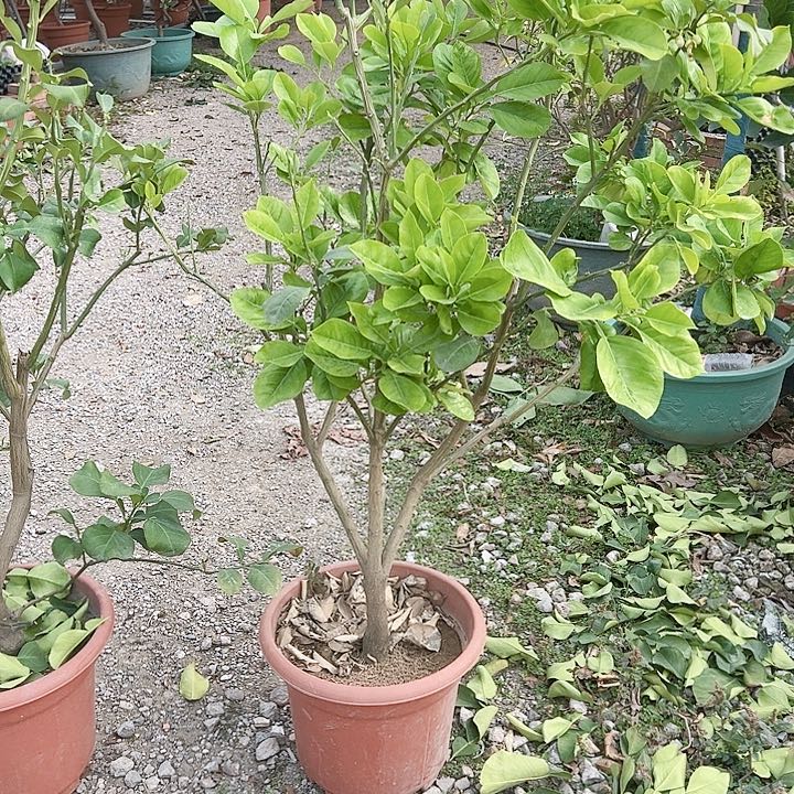 道****)134555666666