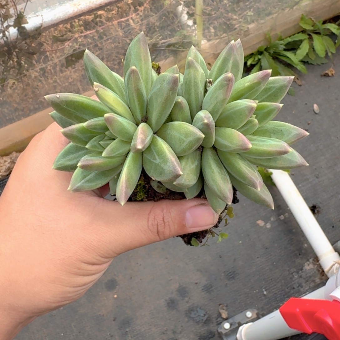 062 美人杂交 一物一拍