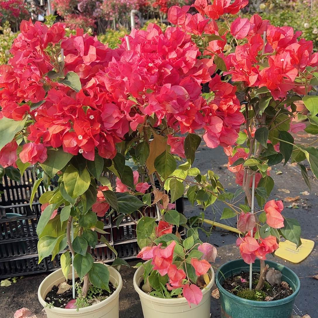 大部分花苞少量开放暗夕带竹一颗