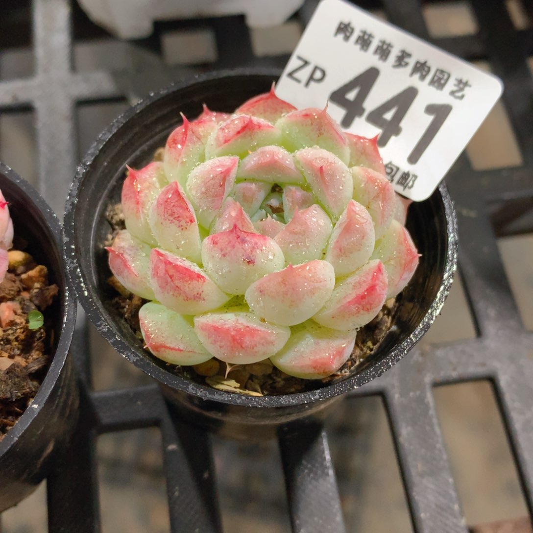 肉萌萌拇指盆精控多肉ZP441