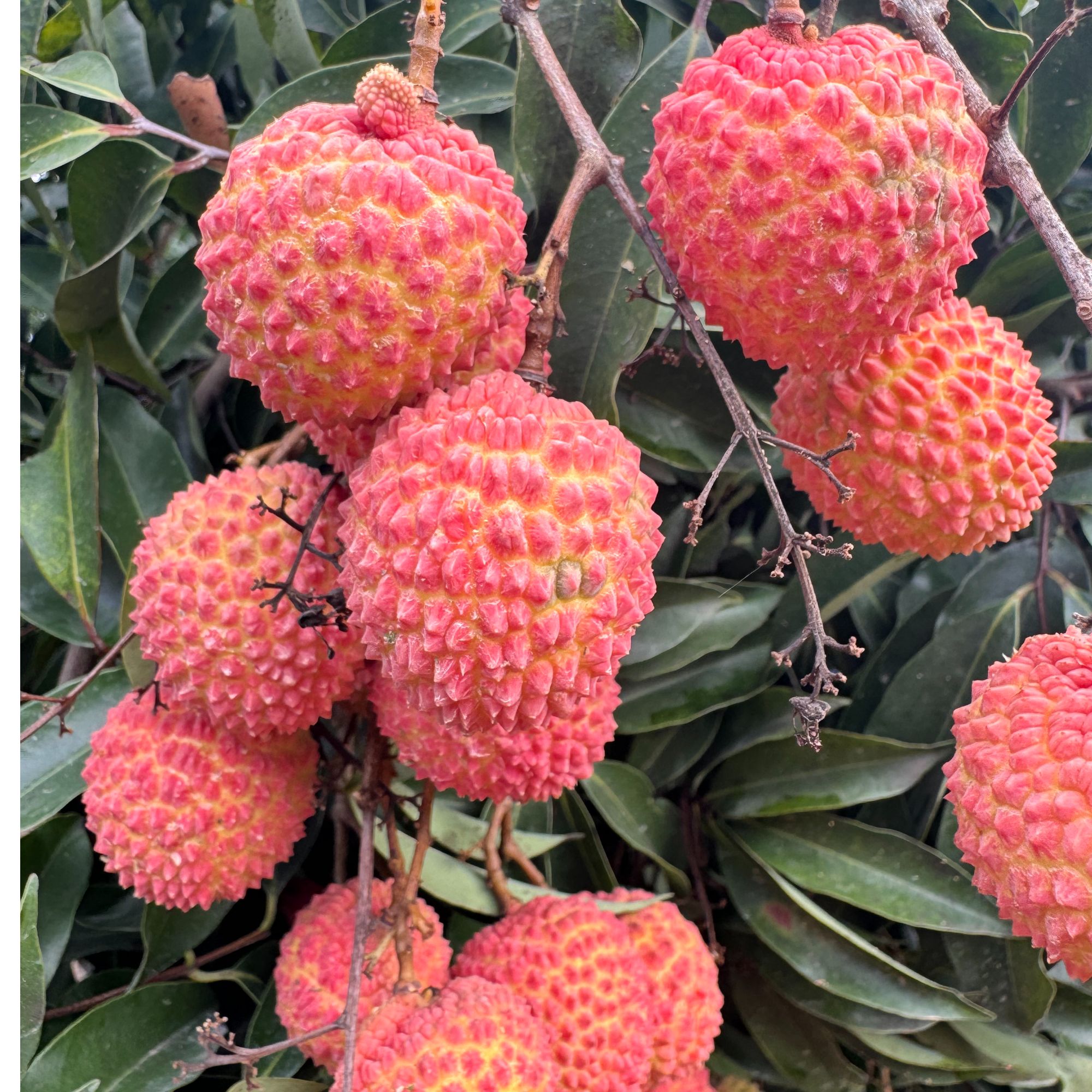 【区内除钦州、柳州、来宾、南宁拍】灵山龙武桂味荔枝