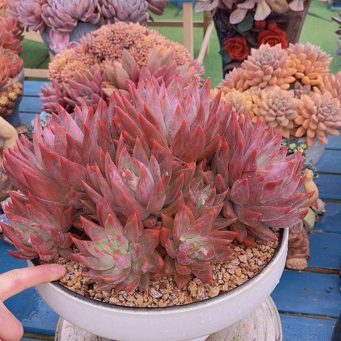 ㊗️**多肉圣徒不带盆栋