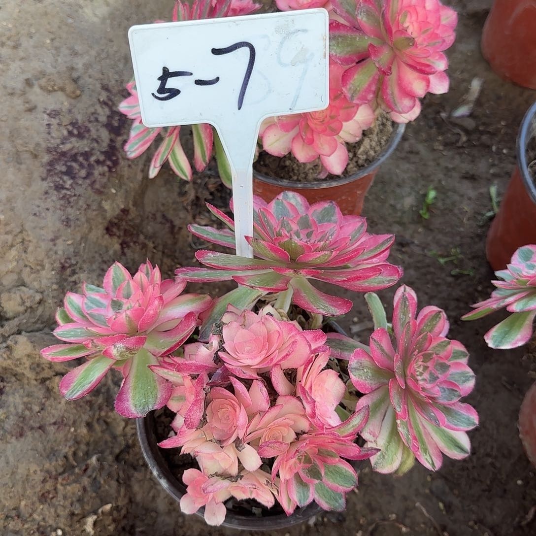 5-7多肉----------