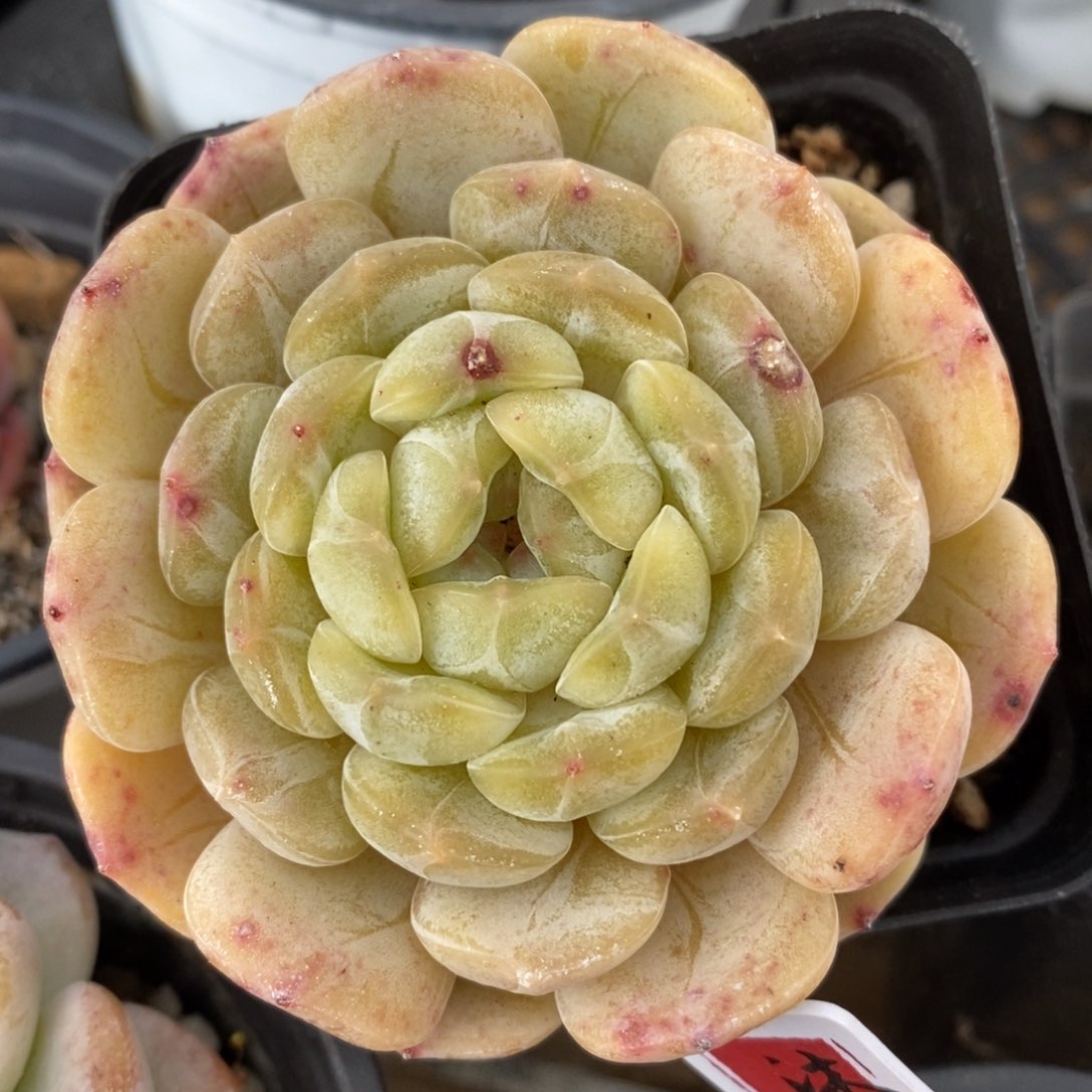 一物一拍多肉植物-白色恋人