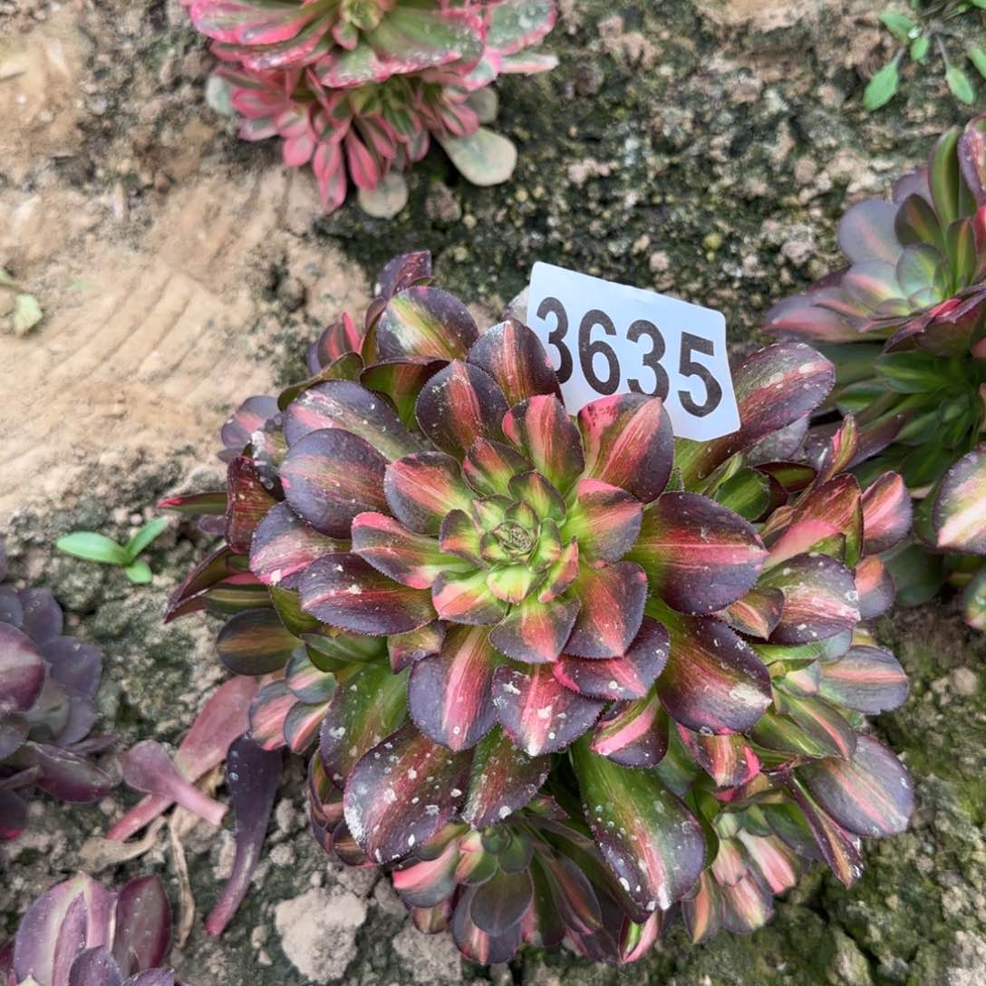 3535-5多头多肉植物