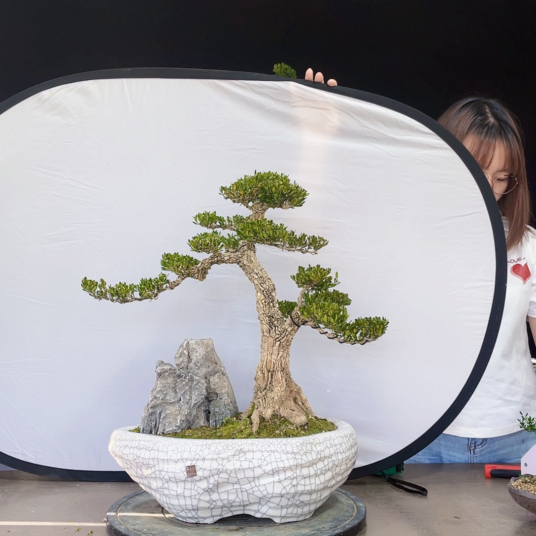 完全开放黄杨盆景四季常青