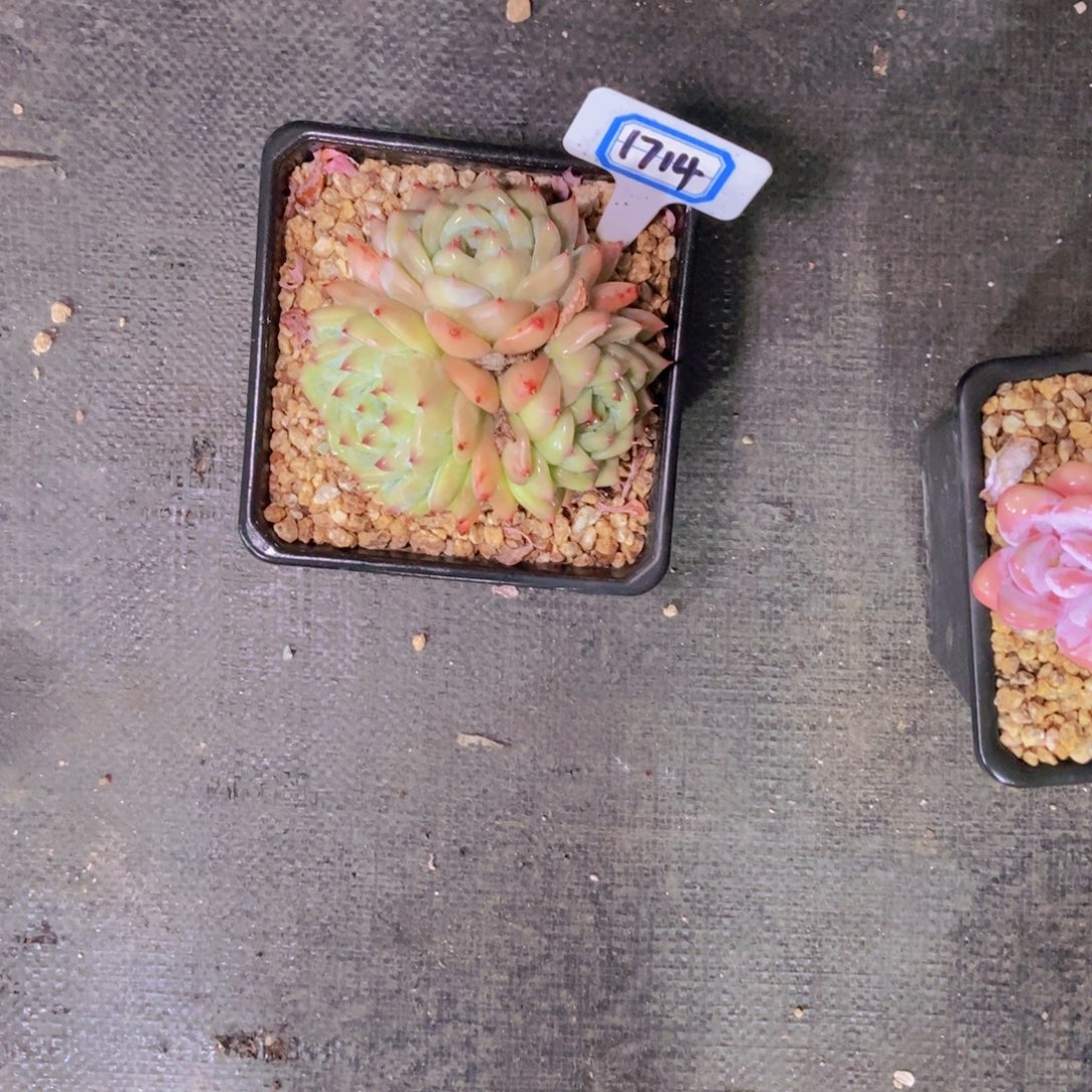 田***田1714白辣汤三头一颗