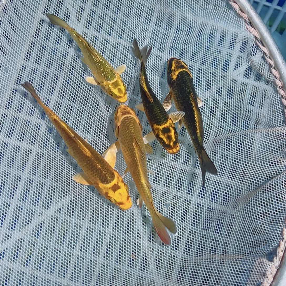 海水鱼锦鲤观赏鱼