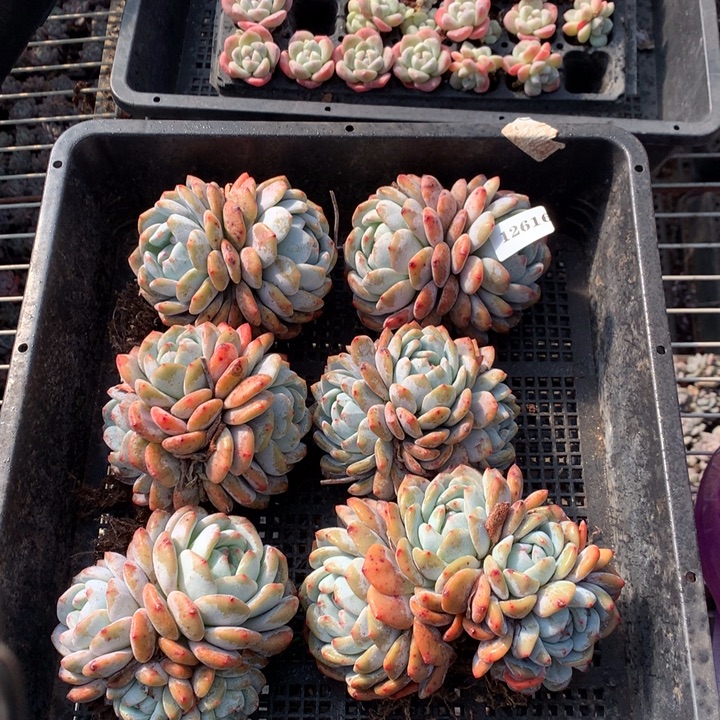 12616六个嗯嗯嗯嗯嗯嗯好星星