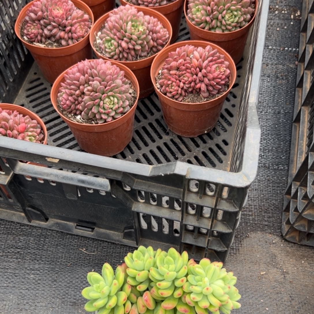 闪购1香格里拉朵朵缀