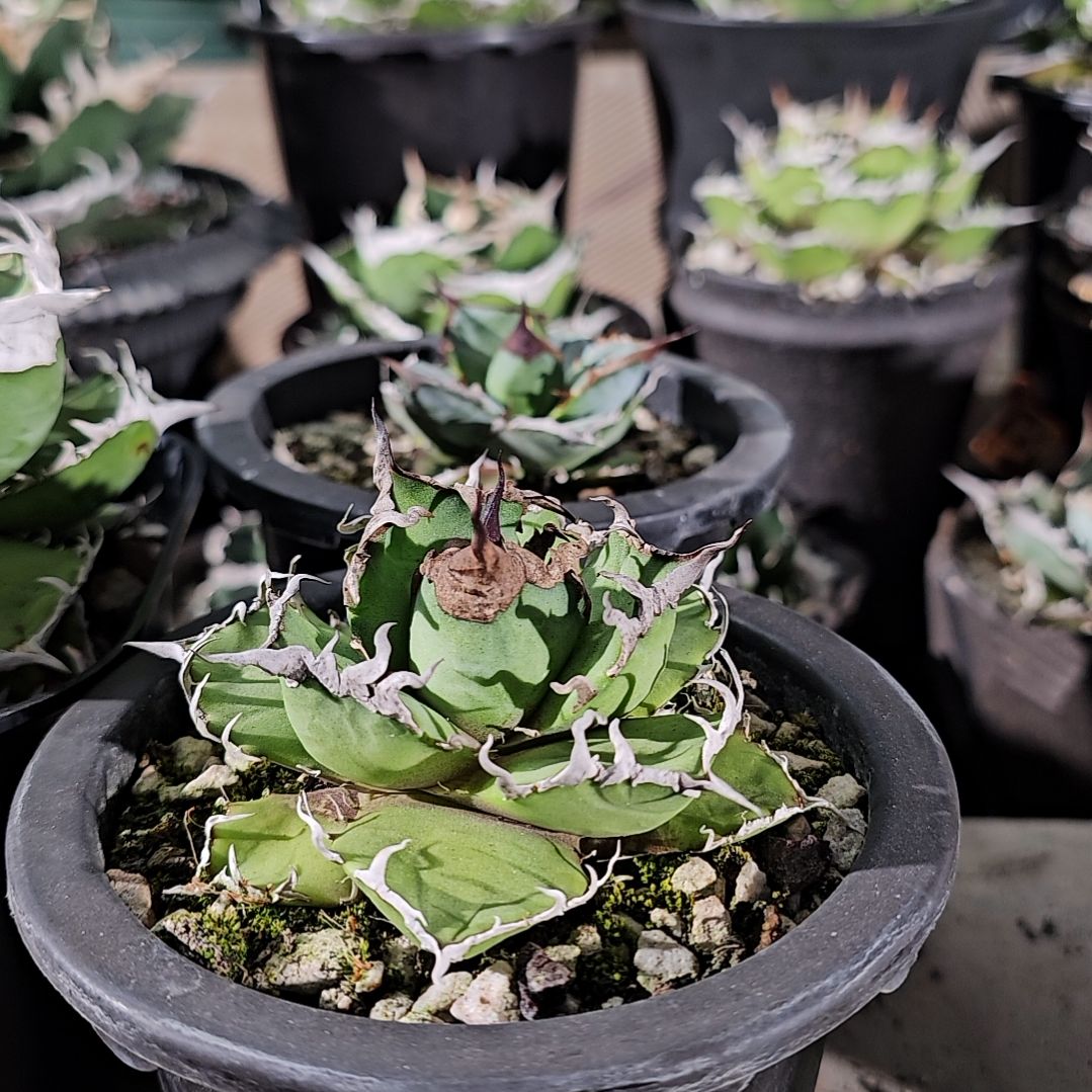 凯撒  圣诞7折后价