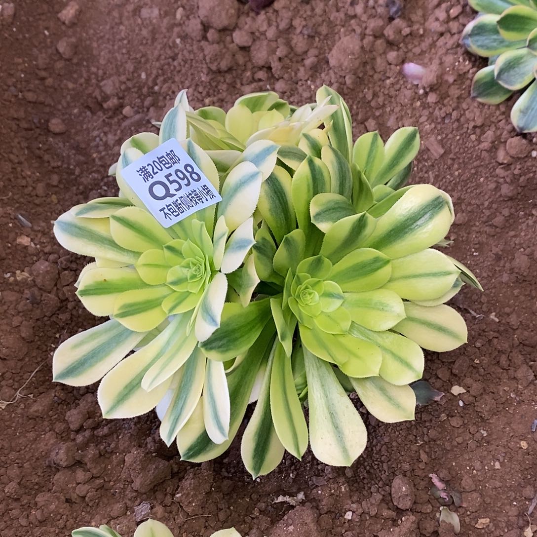 598金丝翡翠多肉有砍