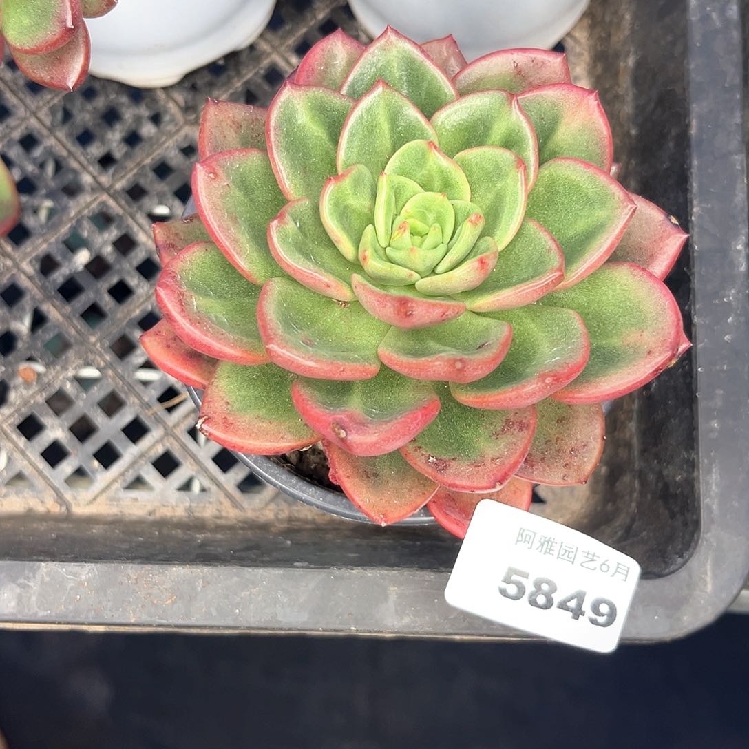 阿雅园艺。    5849