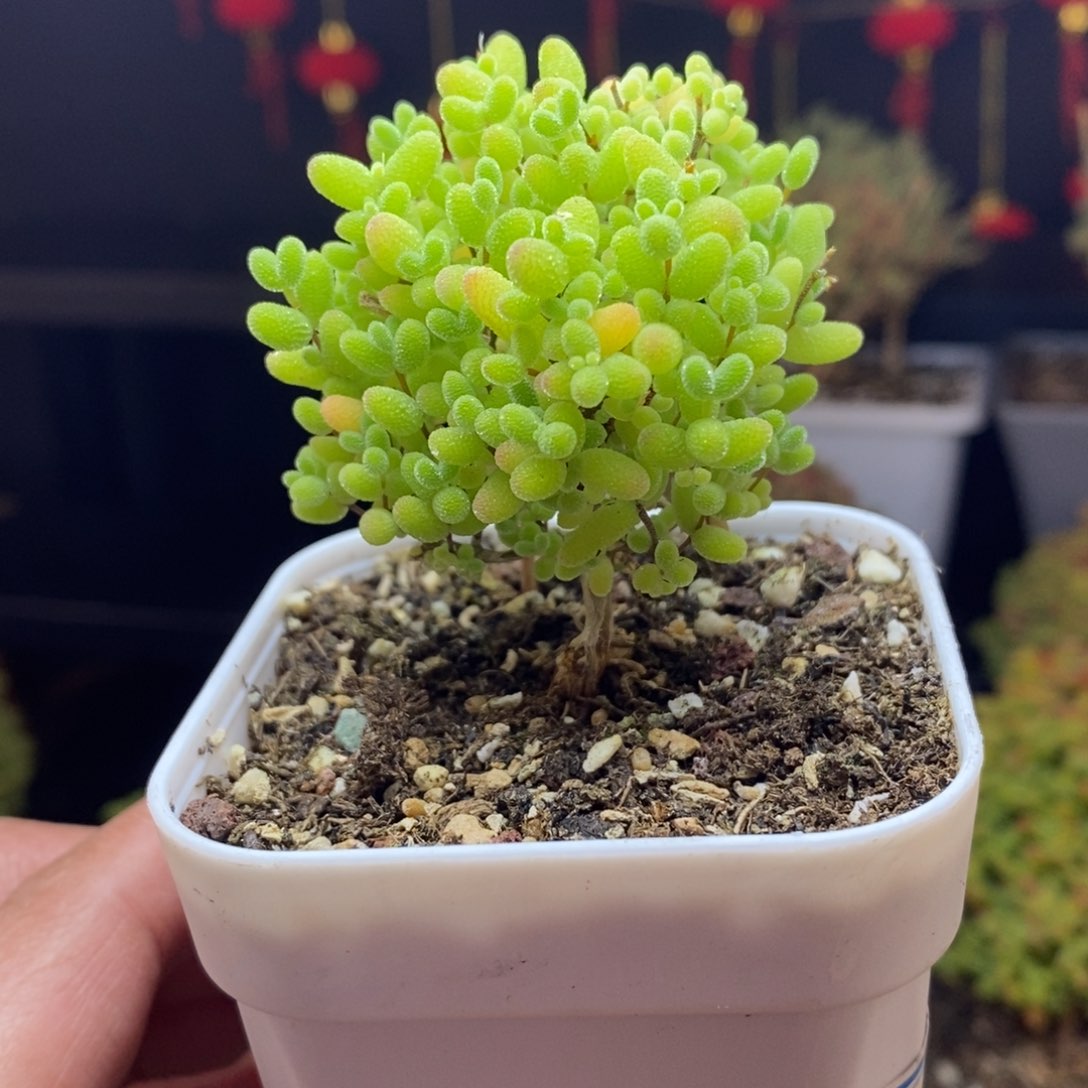 a81号金桔糖球枝干多肉