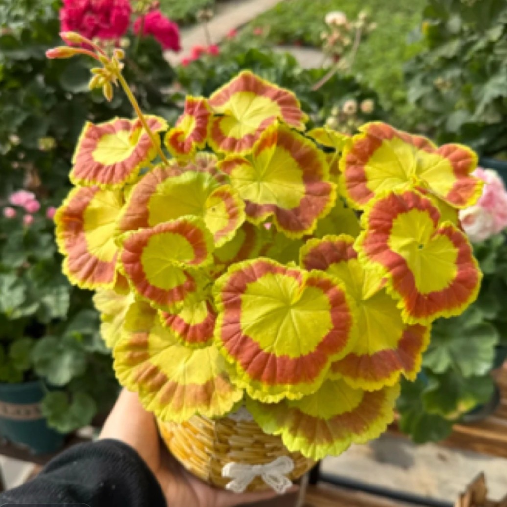 【奎尔特夫人】观叶天竺葵