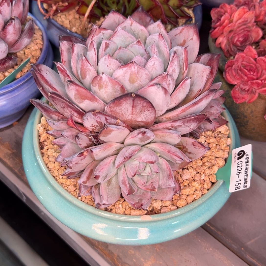 多肉一物一拍0226/158