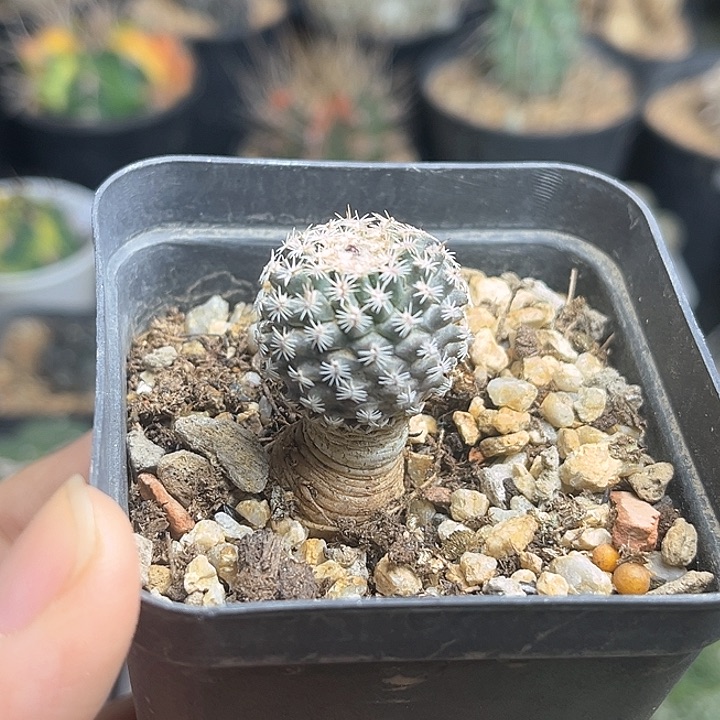 红花海胆娇丽实生球2.3公分